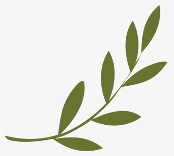 Olive Branch